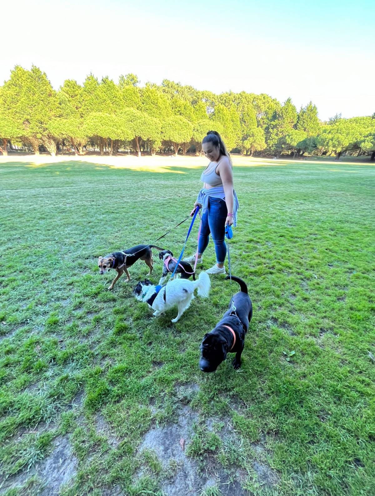 Dogwarts - Vila Nova de Gaia - Creche para Cães