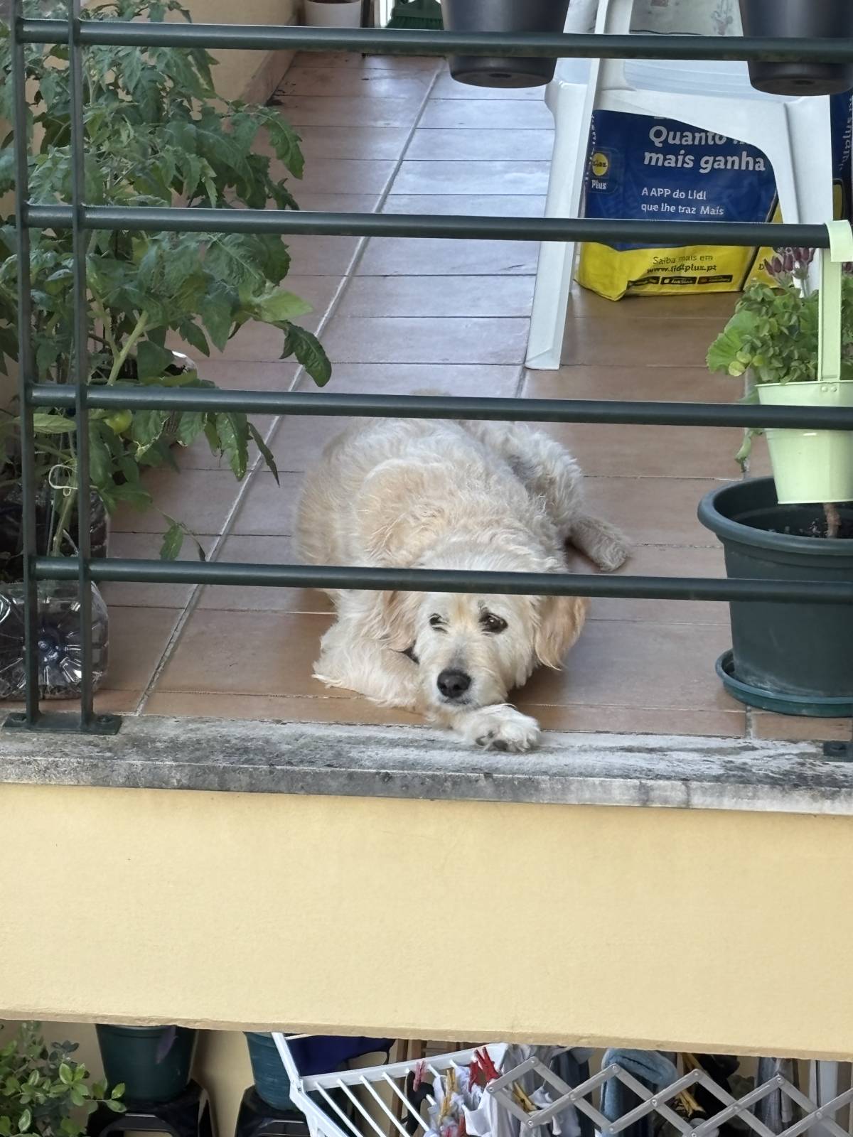 Flávia Carneiro - Oeiras - Baths and Grooming for Animals