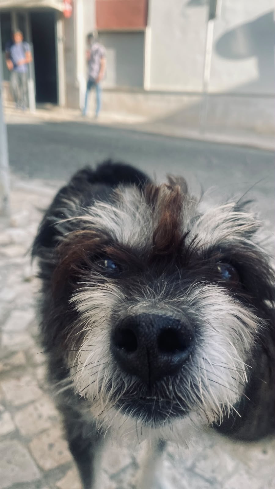 MiPetland - Loures - Pet Sitting