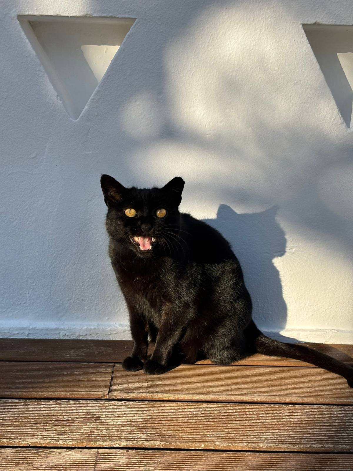 Bárbara Marques - Lisboa - Hôtel pour animaux de compagnie