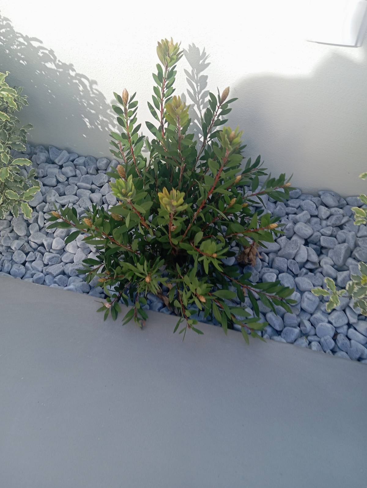 Lino Jardinagem - Maia - Multi Service Lawn Care