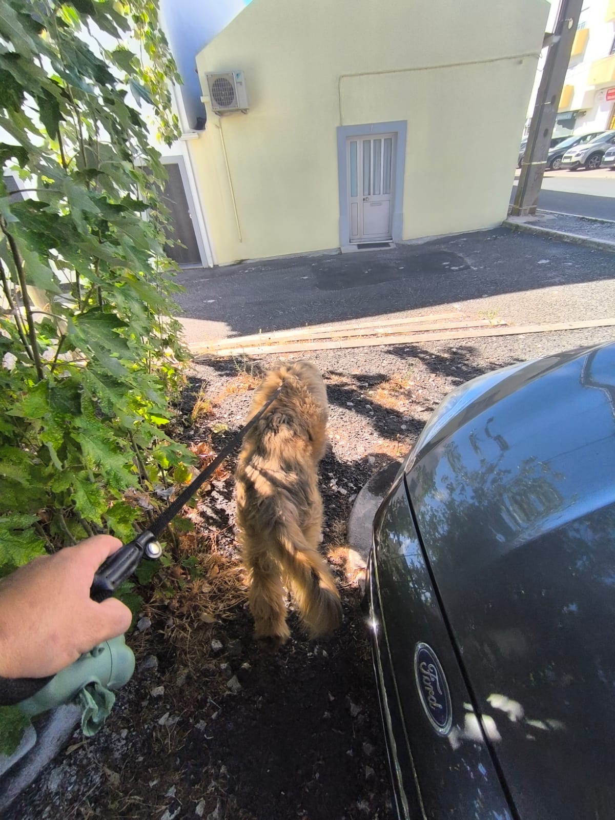 MiPetland - Loures - Pet Care and Grooming