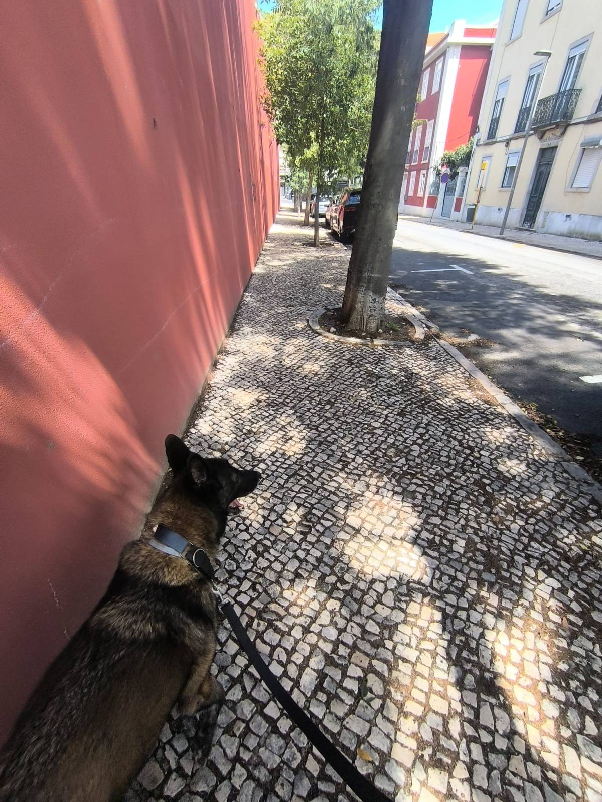 MiPetland - Loures - Dog Training