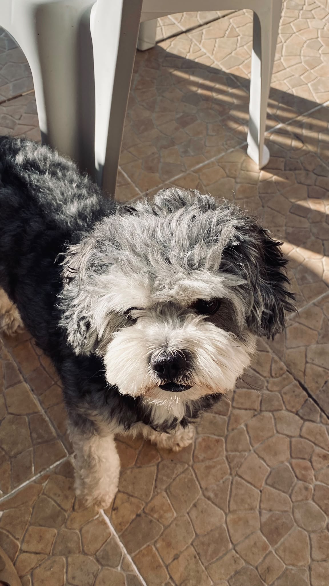 MiPetland - Loures - Dog Sitting