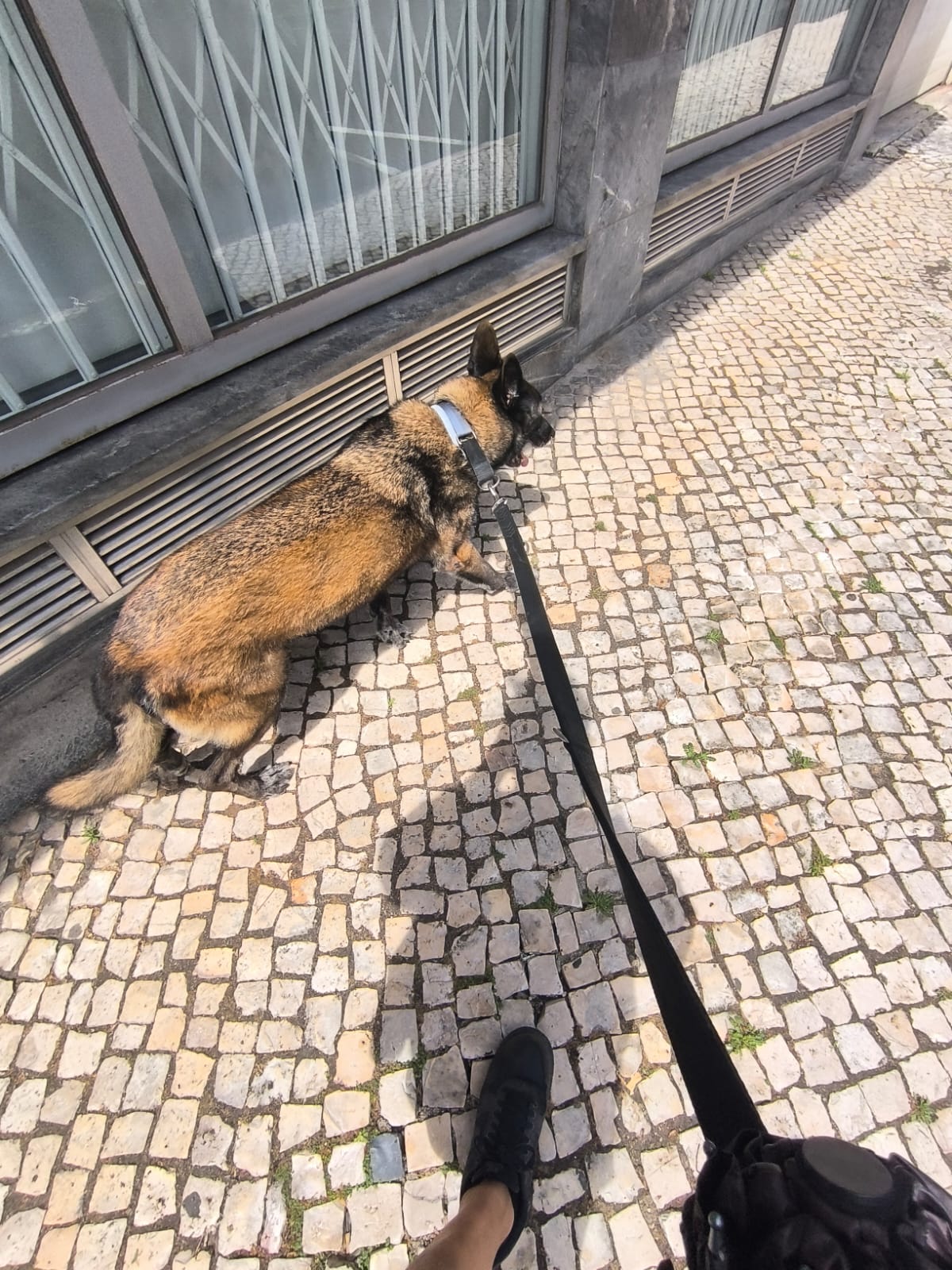 MiPetland - Loures - Baths and Grooming for Animals