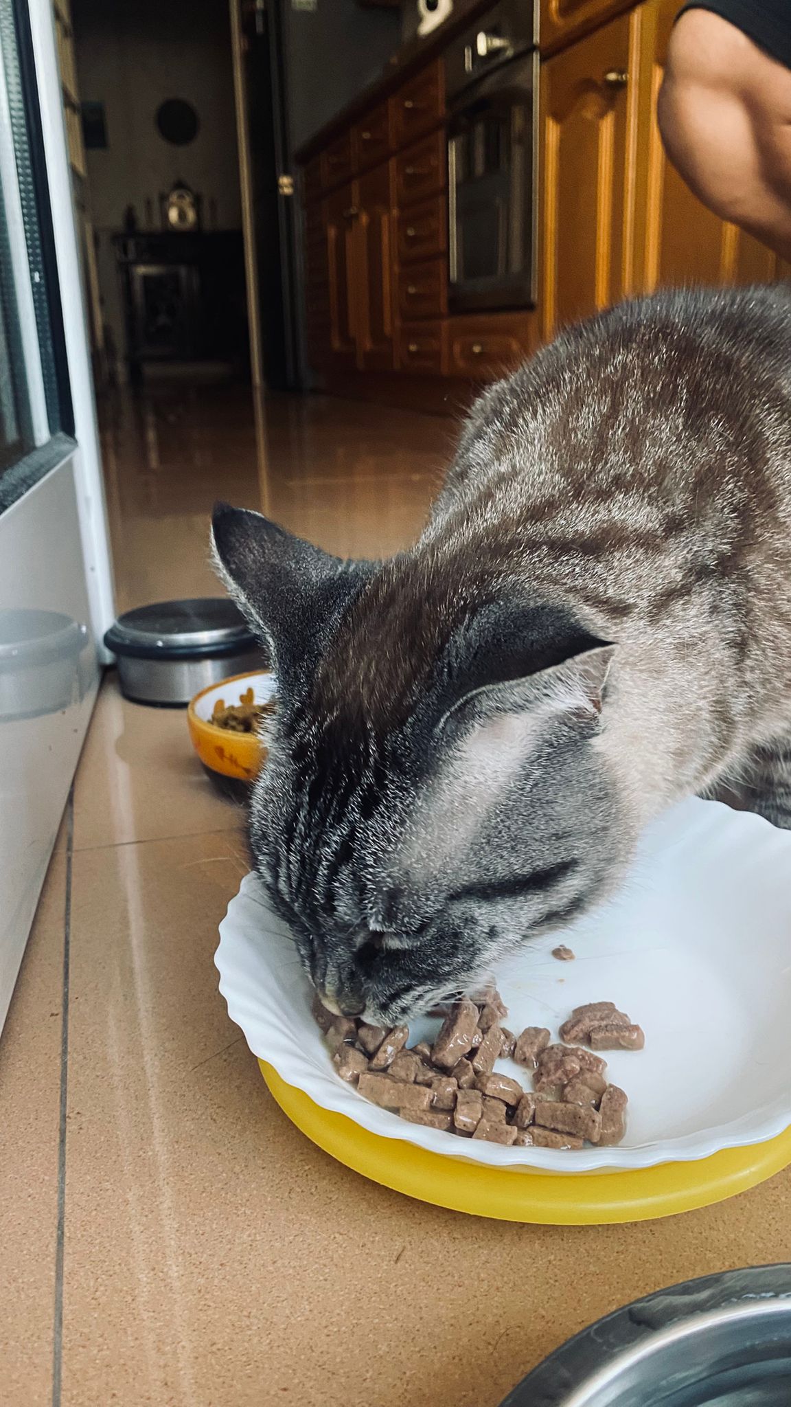 MiPetland - Loures - Pet Sitting and Walking