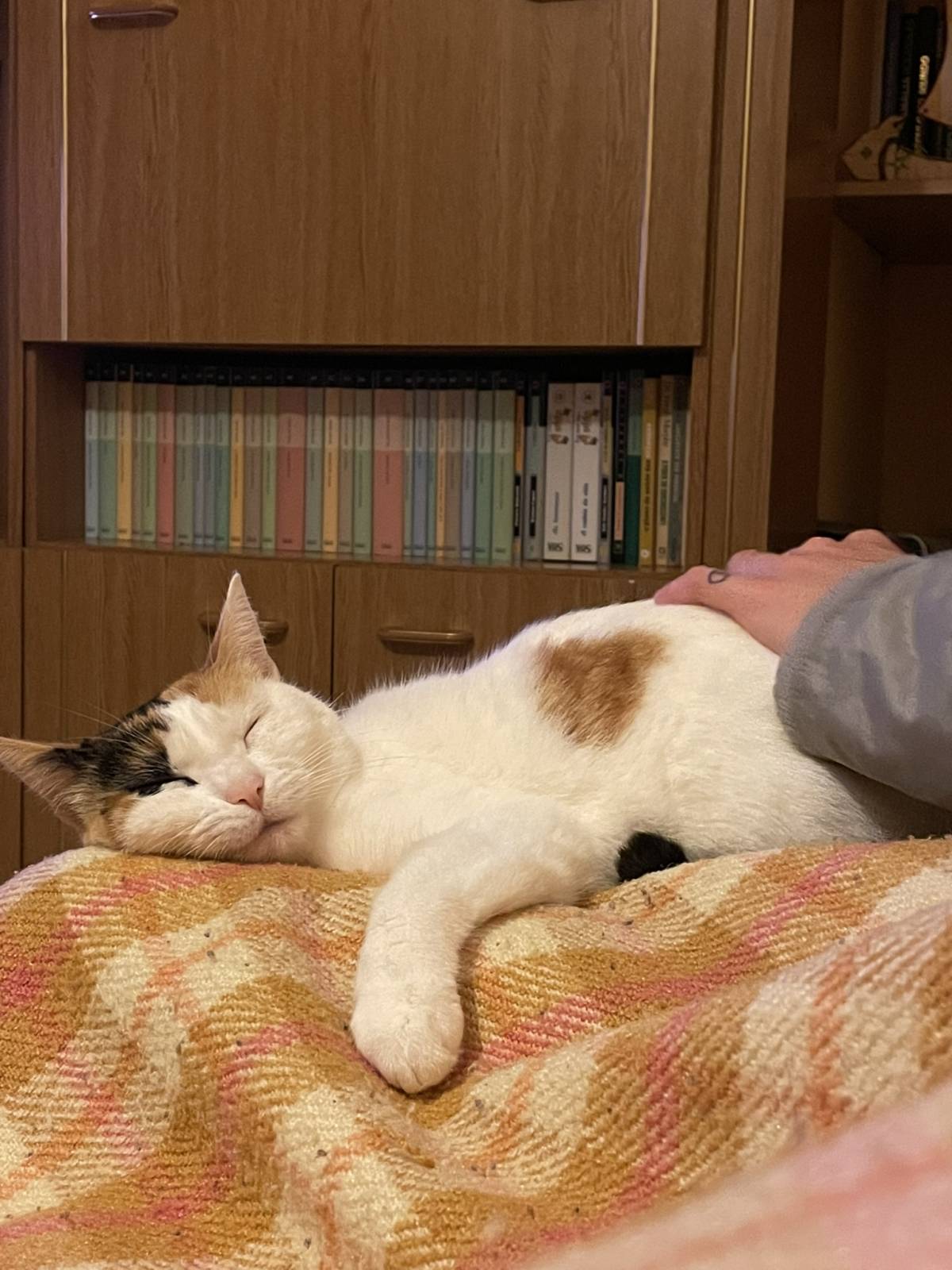 Eduarda fonseca - Murtosa - Katzensitter