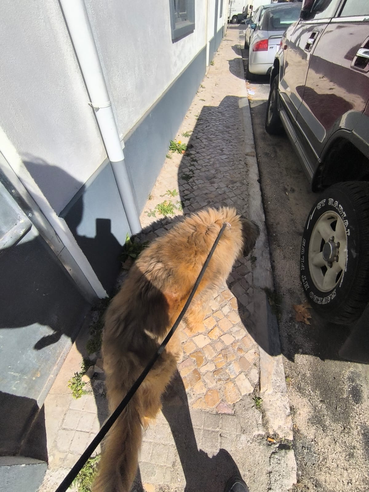 MiPetland - Loures - Dog Training