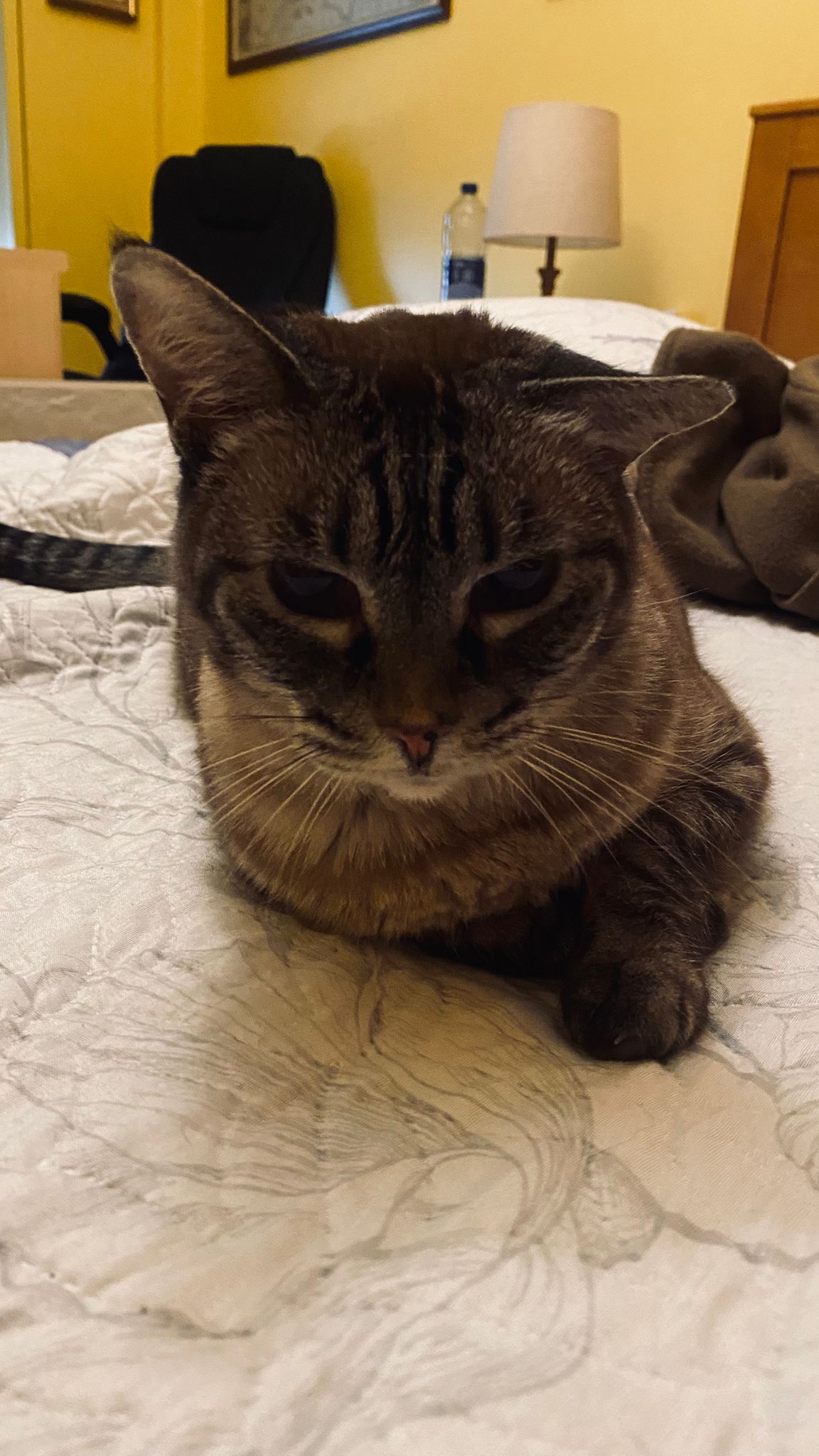 MiPetland - Loures - Pet Sitting