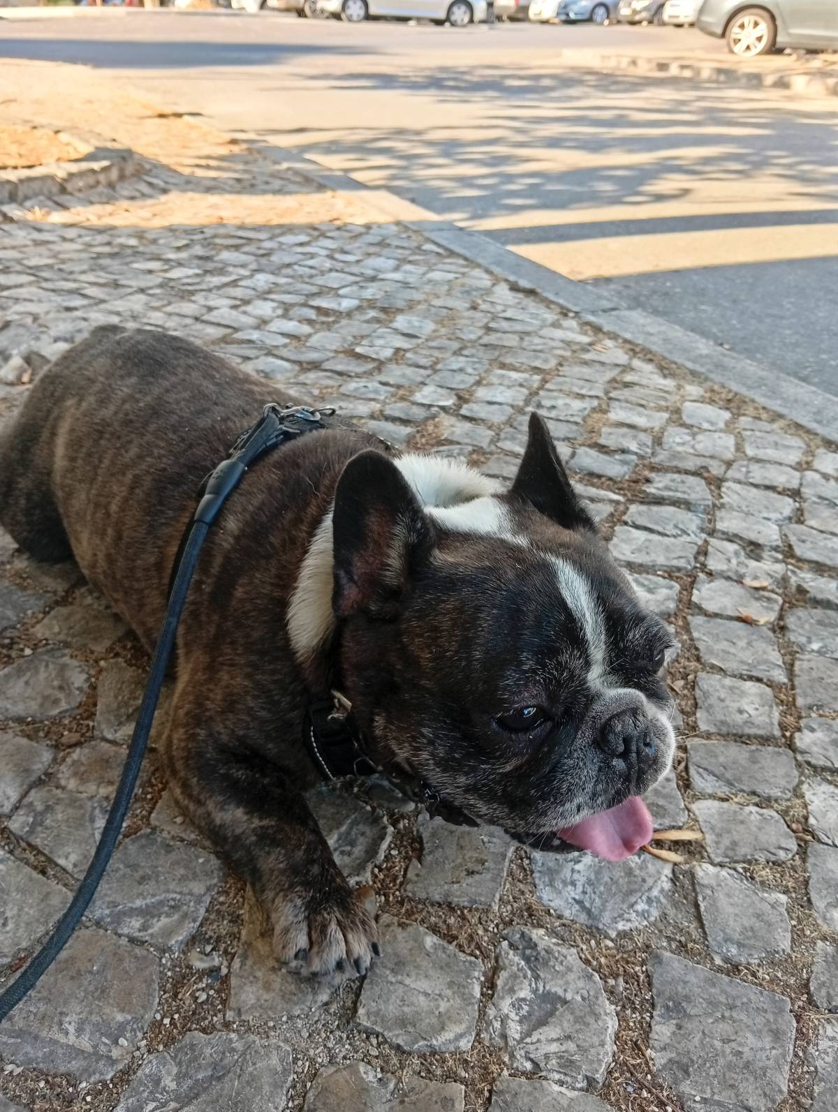 MiPetland - Loures - Pet Care and Grooming