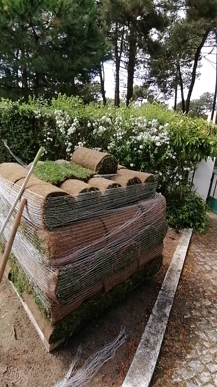 M.F JARDINS - Almada - Poda e Manutenção de Árvores