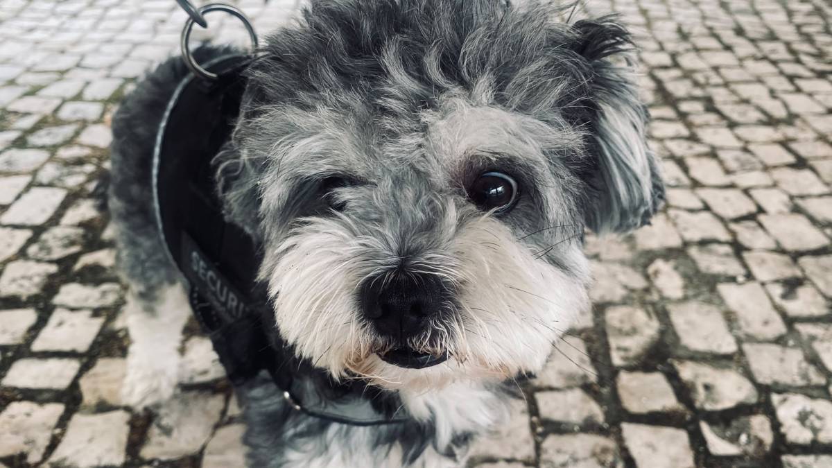 MiPetland - Loures - Dog Walking