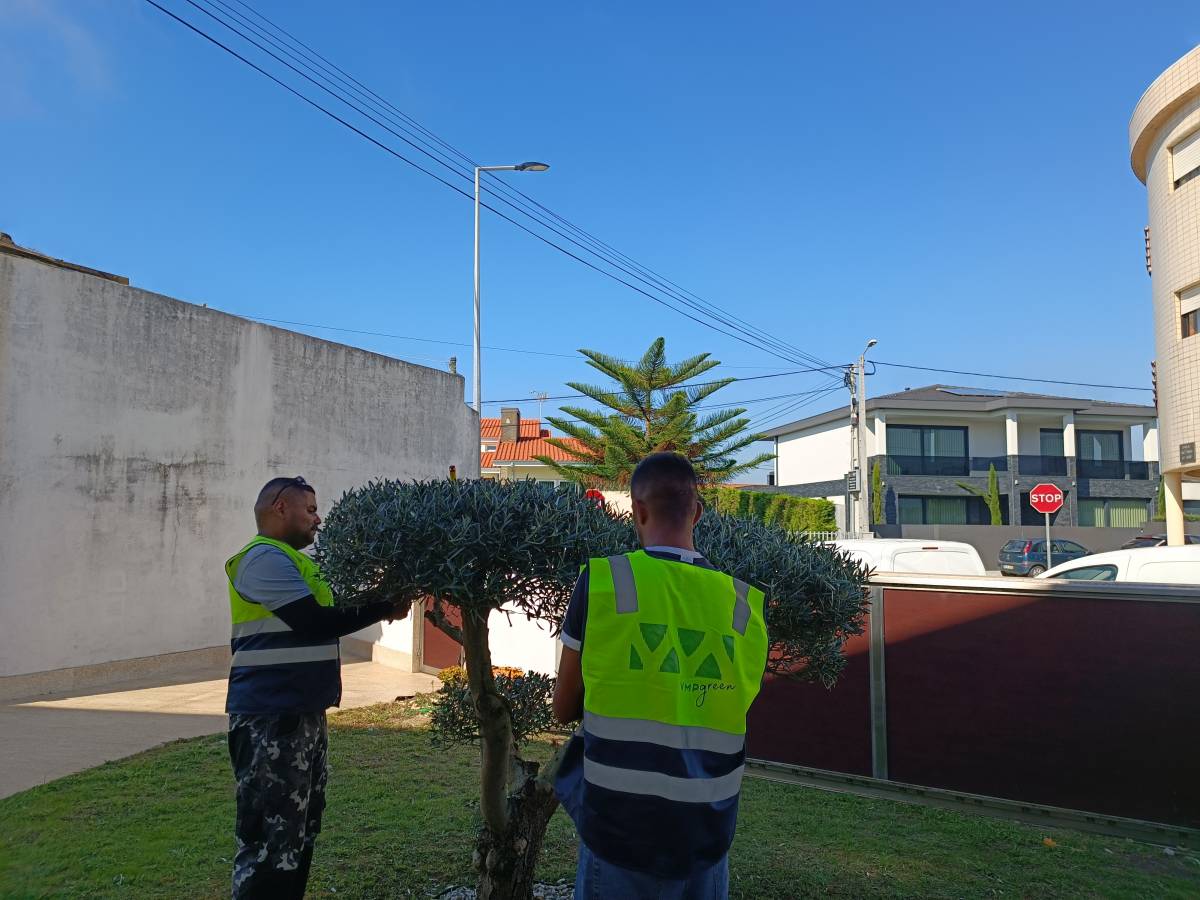 VMPgreen - Vila do Conde - Trituración y eliminación de tocones