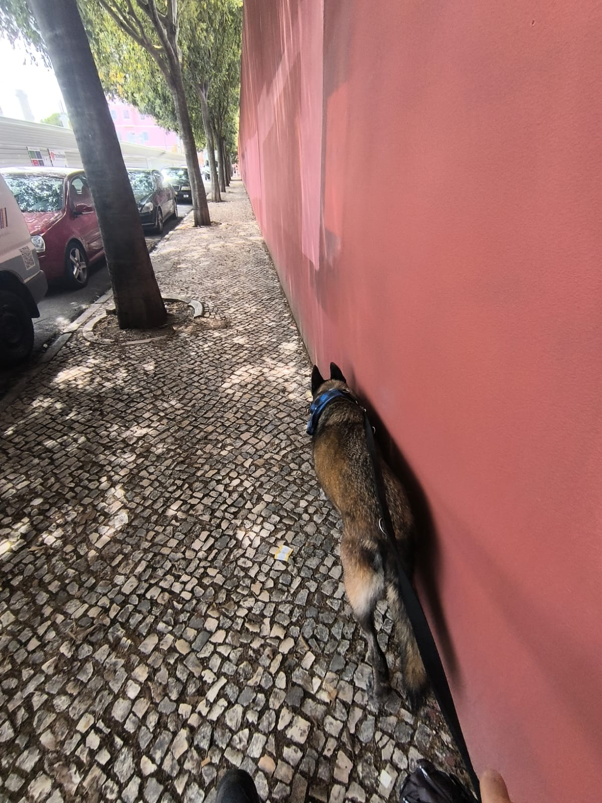 MiPetland - Loures - Dog Training - Private Lessons