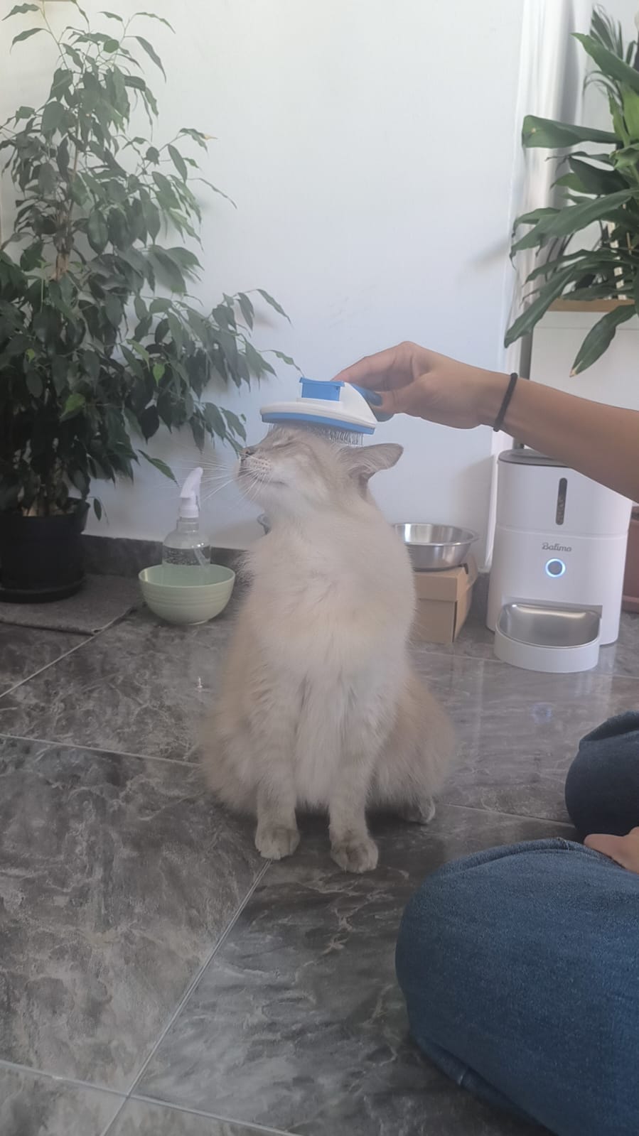 MiPetland - Loures - Pet Sitting and Walking