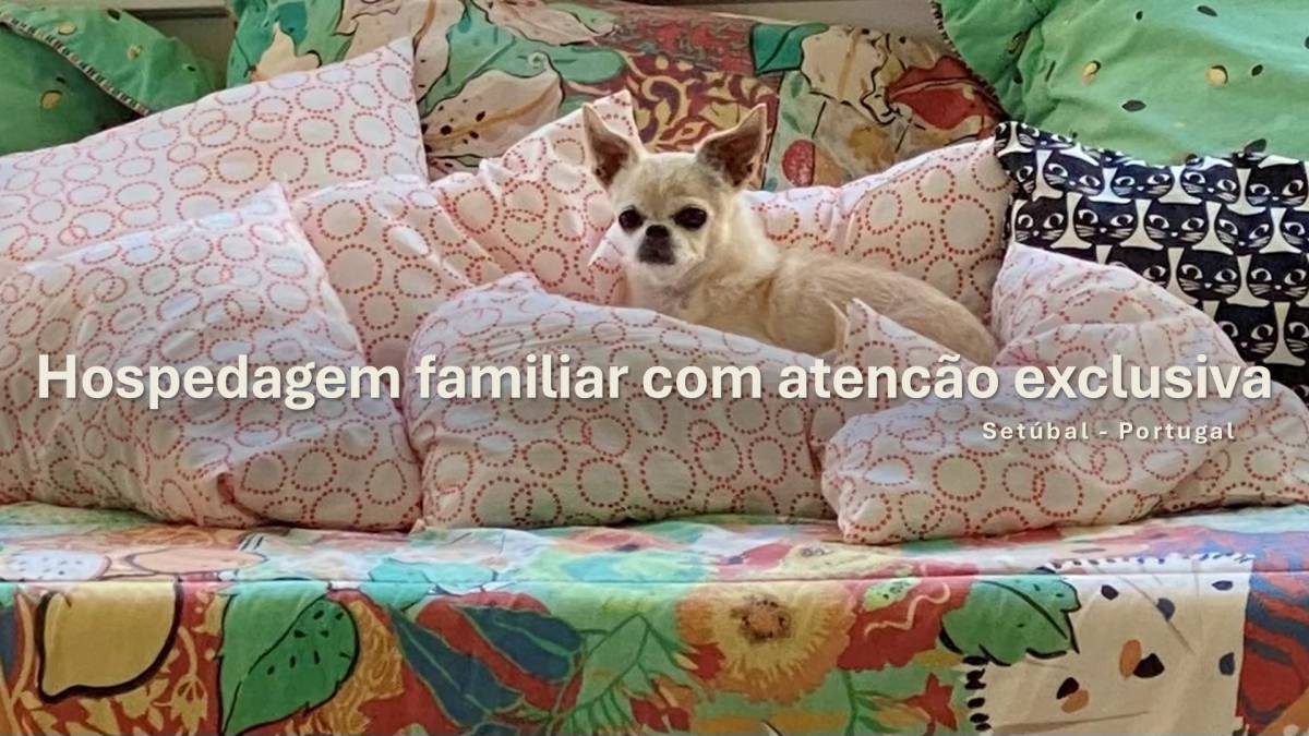 Ana Cristina Costa - Setúbal - Katzensitter