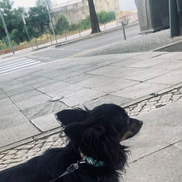 MiPetland - Loures - Cat Sitting
