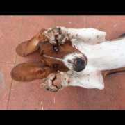 Sara sousa - Castelo Branco - House Cleaning (Recurring)