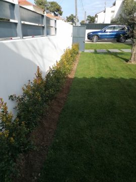 M.F JARDINS - Almada - Plantação de Árvores