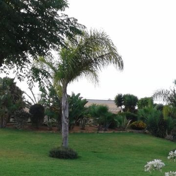 CC Jardins & Construção - Olhão - Tree Trimming and Maintenance