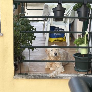 Flávia Carneiro - Oeiras - Dog Walking