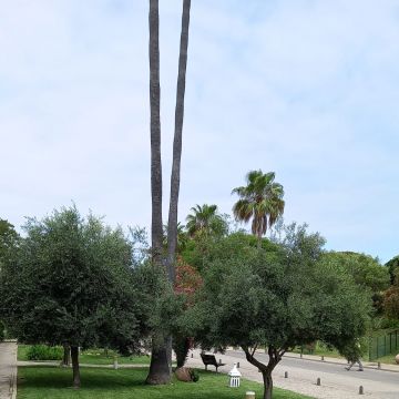 VMPgreen - Vila do Conde - Multiservicios de cuidados del césped