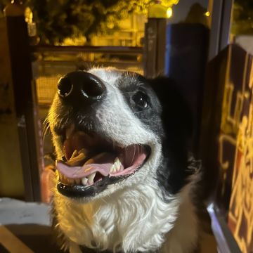Bárbara Marques - Lisboa - Garderie pour chiens