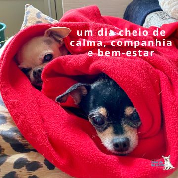 Ana Cristina Costa - Setúbal - Hundetagesstätte (Hundesitter)
