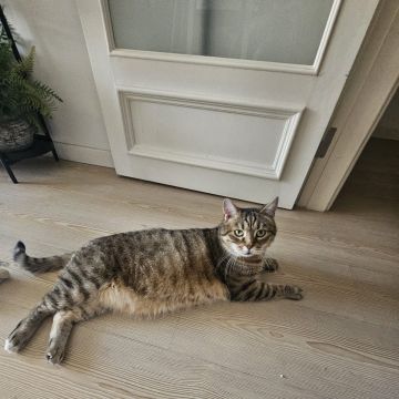 Bárbara Marques - Lisboa - Garde de chat