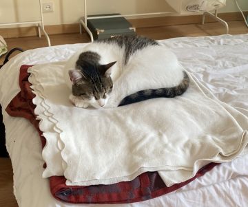 Hotel para Gatos