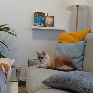 MiPetland - Loures - Baths and Grooming for Animals