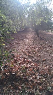 Jorge Pascoal, limpeza de terrenos desmatação e manutenção, sinta-se á vontade pois eu faço por si - Montemor-o-Velho - Entregas e Serviços de Estafetas