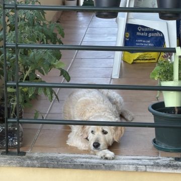 Flávia Carneiro - Oeiras - Baths and Grooming for Animals