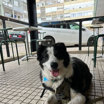 Bárbara Marques - Lisboa - Garde de chiens
