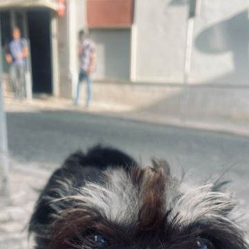 MiPetland - Loures - Pet Sitting