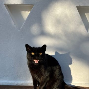 Bárbara Marques - Lisboa - Hôtel pour animaux de compagnie