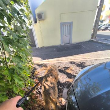 MiPetland - Loures - Pet Care and Grooming