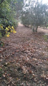 Jorge Pascoal, limpeza de terrenos desmatação e manutenção, sinta-se á vontade pois eu faço por si - Montemor-o-Velho - Arranjo de Carros