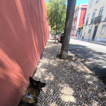 MiPetland - Loures - Dog Training