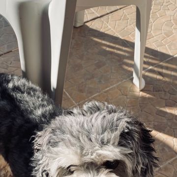 MiPetland - Loures - Dog Sitting