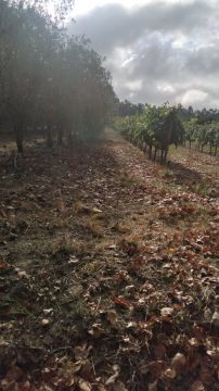 Jorge Pascoal, limpeza de terrenos desmatação e manutenção, sinta-se á vontade pois eu faço por si - Montemor-o-Velho - Limpeza de Terrenos