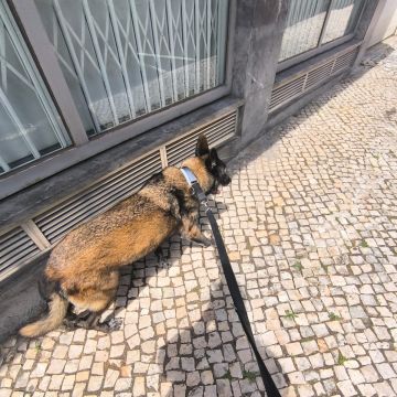MiPetland - Loures - Baths and Grooming for Animals