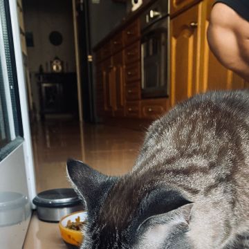 MiPetland - Loures - Pet Sitting and Walking