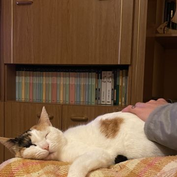Eduarda fonseca - Murtosa - Katzensitter