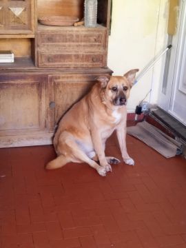 Hotel para Cães