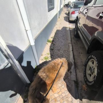 MiPetland - Loures - Dog Training