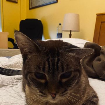 MiPetland - Loures - Pet Sitting