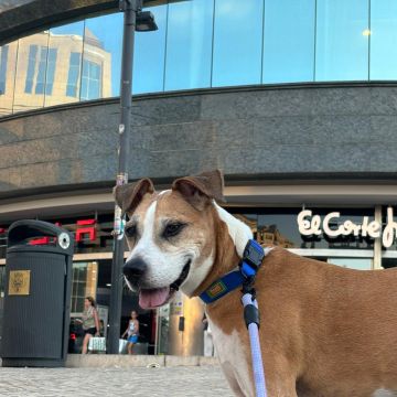 Bárbara Marques - Lisboa - Pension pour chiens