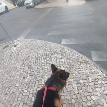 MiPetland - Loures - Cat Sitting