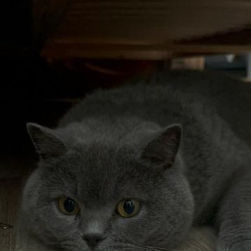Bárbara Marques - Lisboa - Pension et garderie pour animaux